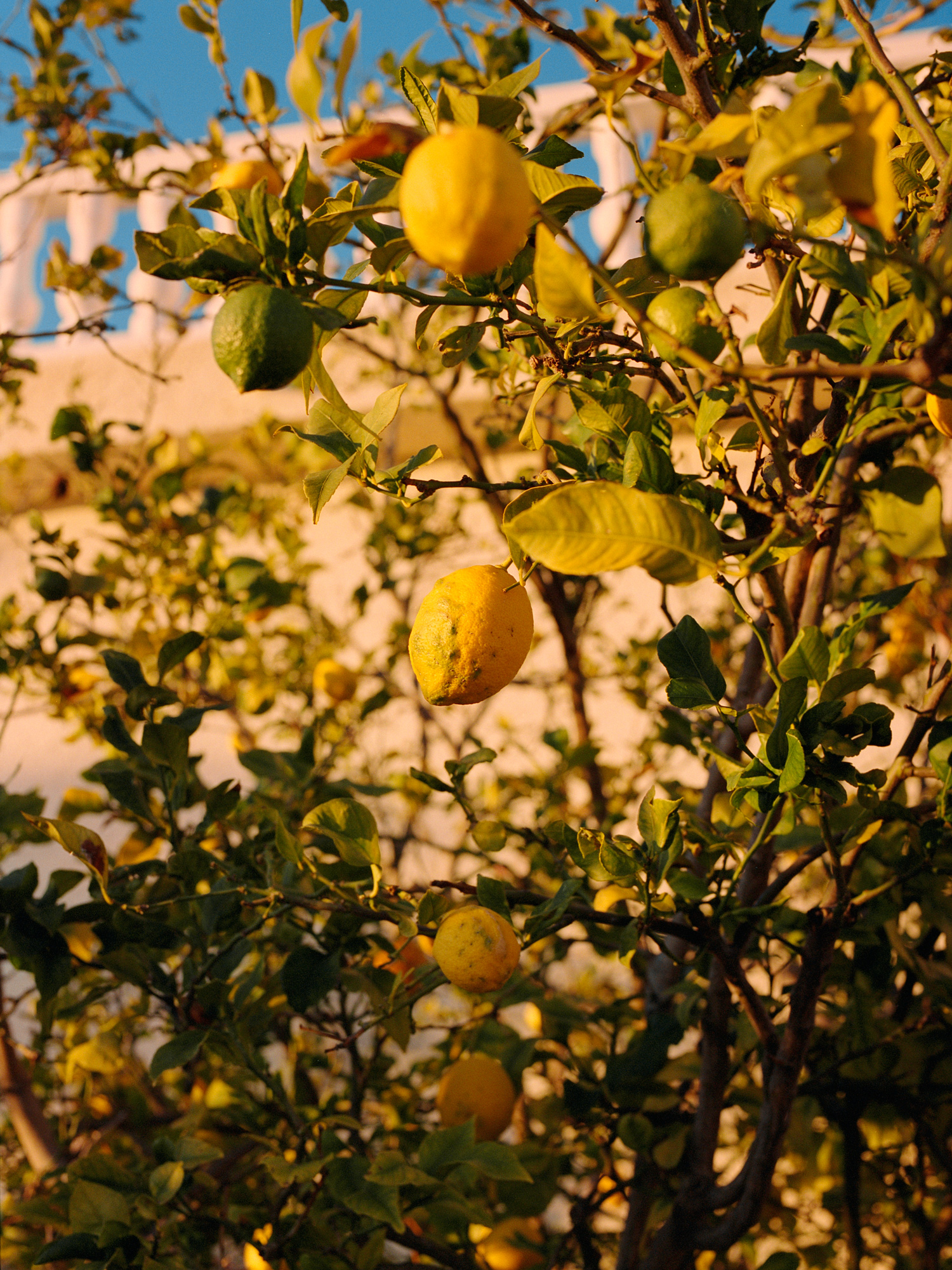 Maxim Leurentop Lemon Land